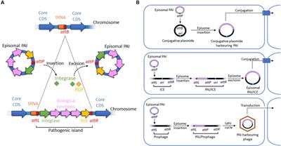 Pathogenicity Factors of Genomic Islands in Intestinal and Extraintestinal Escherichia coli